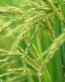 Rice & Grains